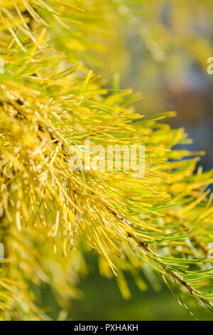 Brin de jaune ou de mélèze d'Europe Larix decidua sur fond flou. Branche de Sapin Banque D'Images