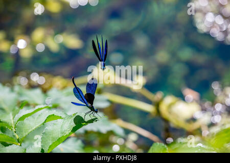 Libellule demoiselle bagués, alias Calopteryx Virgo, close-up shot contre les fond vert, belle journée de printemps ensoleillée, bokeh près de Blue Banque D'Images