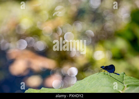 Libellule demoiselle bagués, alias Calopteryx Virgo, close-up shot contre les fond vert, belle journée de printemps ensoleillée, bokeh près de Blue Banque D'Images