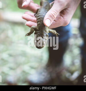 Jeune homme tenant une plus grande salamandre. Banque D'Images