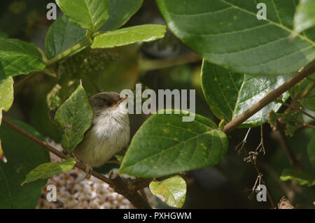 Femelle Bleue wren se cachant dans des buissons Banque D'Images