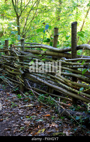 Une clôture en tissus de branches, Claybury Woods, Essex Banque D'Images