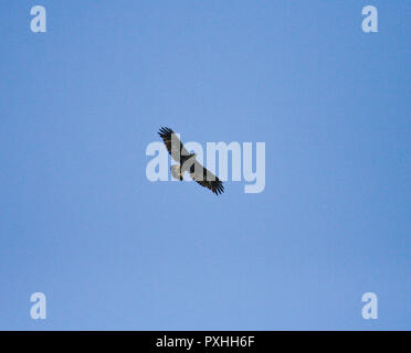 L'Aigle royal (Aquila chrysaetos), juvénile. Le Parc National Aigüestortes, Lleida. La Catalogne. Pyrénées, Espagne Banque D'Images