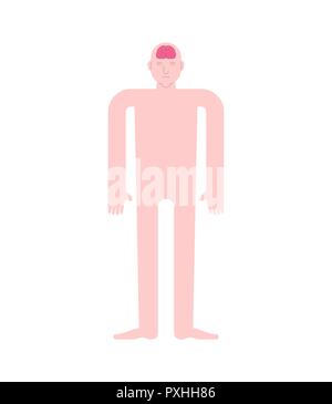 Braiin en tête l'anatomie humaine. Les organes internes. Systems de l'homme corps et organes. systèmes médicaux. vector illustration Illustration de Vecteur