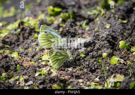 Green-papillons blanc veiné de flaques de boue Banque D'Images