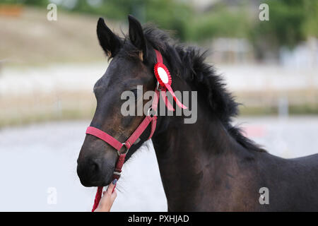 Gros plan très gros plan de quelques mois, le poulain frison pur-sang Banque D'Images