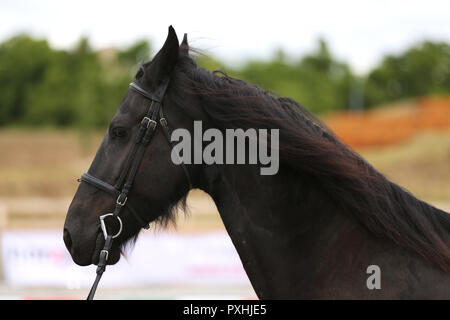 Portrait Portrait d'un cheval noir avec petit frison Banque D'Images