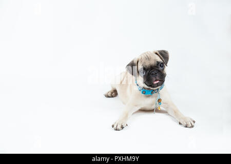 Cute puppy pug couché isolé en fond blanc Banque D'Images