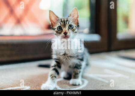 Cute Baby Cat Woman at Home Banque D'Images