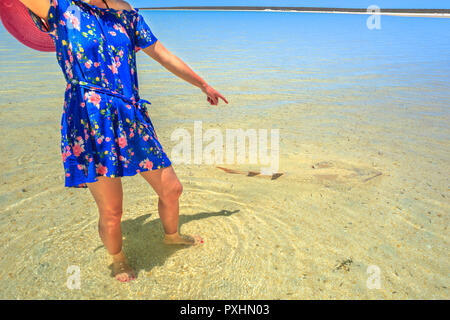 Une femme pointant ou poisson-guitare Rhynchobatus Australiae à Shell Beach à Shark Bay Area. Shell Beach est célèbre pour les réservoirs et les eaux claires. Coral Coast de l'Australie de l'Ouest. Banque D'Images