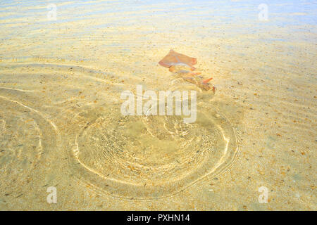 Poisson-guitare ou une Rhynchobatus Australiae nage loin à marée basse à Shell Beach dans la baie de Shark Zone du patrimoine mondial. Shell est célèbre pour les réservoirs et les eaux claires. L'ouest de l'Australie près de Denham. Banque D'Images