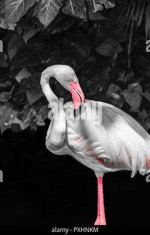 Flamant rose en face du noir et blanc en arrière-plan le feuillage de la forêt tropicale Banque D'Images