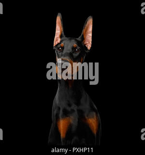 Portrait grave de Dobermann chien de race pure, obidient. d'attente, fond noir isolé Banque D'Images