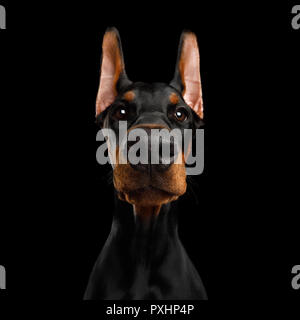 Close-up amusant Portrait de chien Doberman avec grand nez Stare à huis clos, en appareil photo sur fond noir isolé Banque D'Images