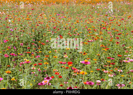 Domaine de l'infini cosmos fleurs colorées en Corée du Sud Banque D'Images