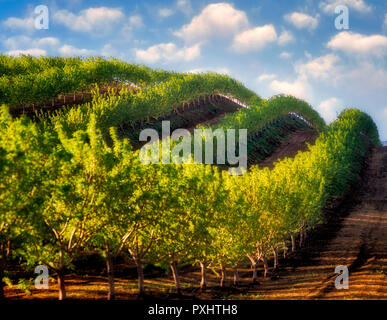Des arbres fruitiers, (amande) en rangées sur la colline parlementaire. Près de Williams, en Californie Banque D'Images