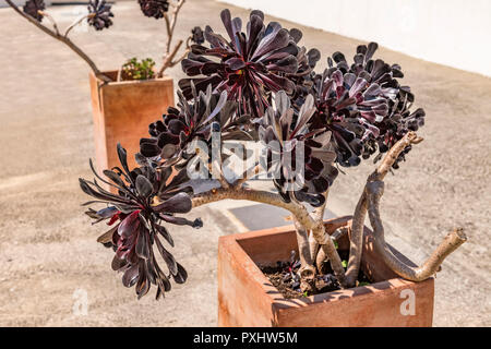 Aeonium arboretum 'Zwartkop' poussant dans un récipient en terre cuite Banque D'Images