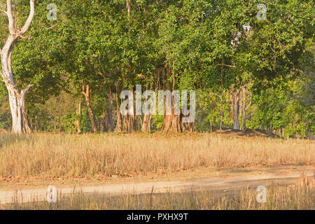 Banyan Tree Trunk Détails dans Parc National de Kanha en Inde Banque D'Images