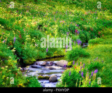 Fleurs sauvages et d'eau. Bird Creek Meadows, à Washington. Banque D'Images