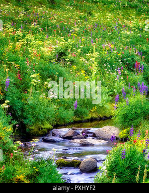 Stream In Bird Creek Meadows. Washington Banque D'Images