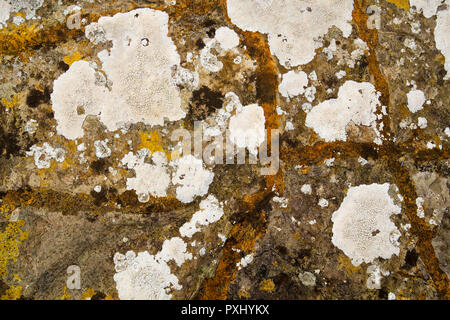 Abstract pattern de mousses et lichens o rock Banque D'Images