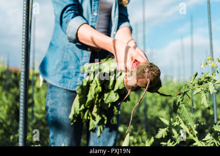 Portrait of farmer holding betteraves biologiques dans le champ au niveau de l'exploitation Banque D'Images