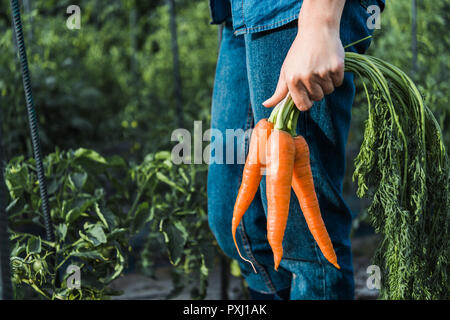 Portrait of farmer holding organic carrots in farm Banque D'Images