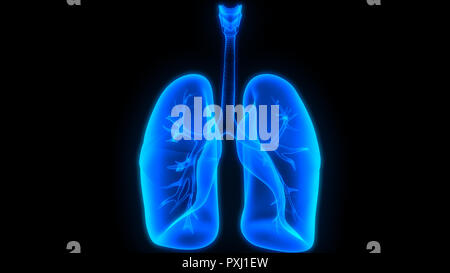 Anatomie du système respiratoire humain Banque D'Images