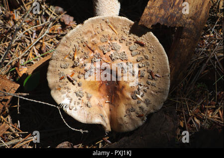 Coulemelle (Lepiota Procera) poussant sur le sol de la forêt, région des Adirondacks, New York State, USA. Banque D'Images