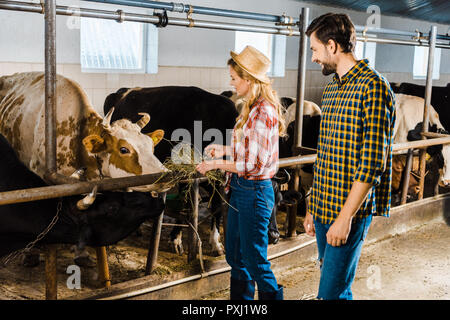 Couple d'agriculteurs dans l'alimentation des vaches avec hay stable Banque D'Images