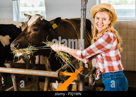 Farmer smiling attractive les vaches avec du foin dans l'alimentation stable Banque D'Images