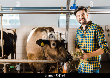 Beau fermier vache avec alimentation en foin stable Banque D'Images