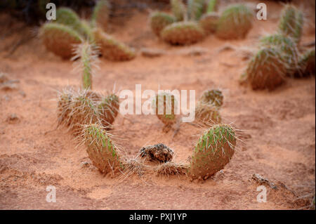 Cactus poussant dans l'environnement désertique de Arches National Park, Utah, USA. Banque D'Images