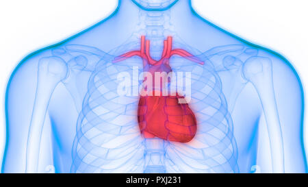 Les droits de l'anatomie cardiaque Banque D'Images