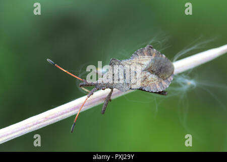 Coreus marginatus, bug Dock Banque D'Images