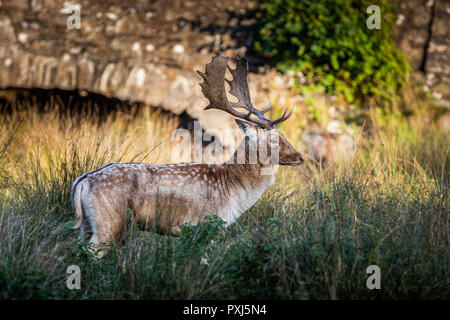 Cerf Daim photographié au Royaume-Uni en Leciestershire à Bradgate park. Un parc animalier avec les aires protégées pour permettre deer pour prospérer. Banque D'Images