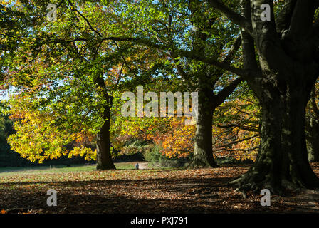 Les couleurs automnales chaleureuses de l'automne comme les feuilles deviennent dorées. Soleil de l'après-midi sur l'emblématique parc de Hampstead Heath, Londres Banque D'Images