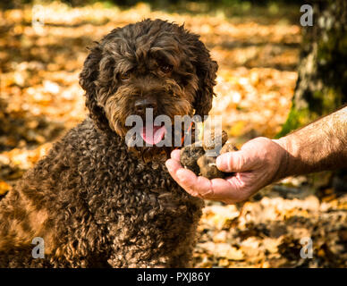 Chien aidant à récolter des truffes noires en Bourgogne, France. La truffe Elfe a 9 ans. En formation, les chiens sont formés pour sentir les truffes mûres. Les chiens peuvent indiquer des truffes à une profondeur de 10 à 12 centimètres Banque D'Images