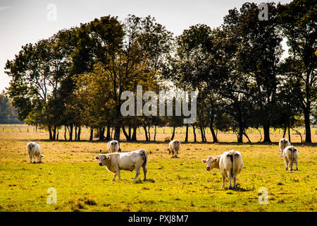 La vache Charolais fournit du lait pour le célèbre fromage Comté de Franche-Comté, en France Banque D'Images