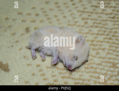 Hamster mort couché sur le tapis. Les rongeurs morts accueil hamster. Banque D'Images