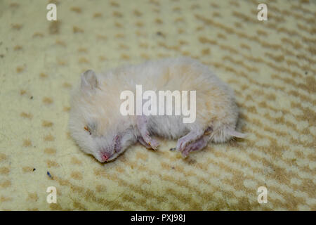 Hamster mort couché sur le tapis. Les rongeurs morts accueil hamster. Banque D'Images