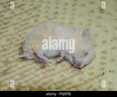 Hamster mort couché sur le tapis. Les rongeurs morts accueil hamster. Banque D'Images