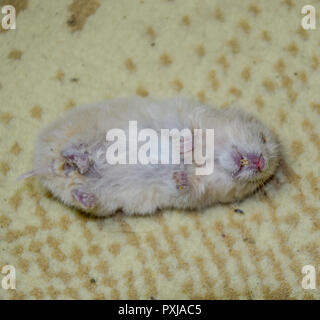 Hamster mort couché sur le tapis. Les rongeurs morts accueil hamster. Banque D'Images