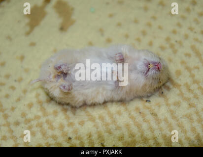 Hamster mort couché sur le tapis. Les rongeurs morts accueil hamster. Banque D'Images