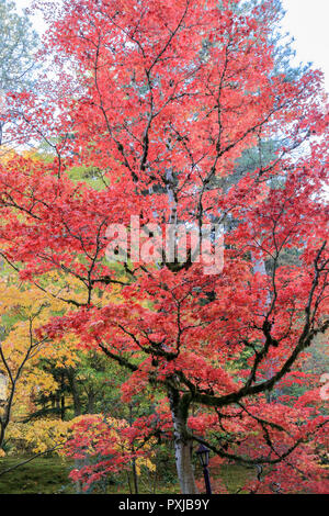 Plein de belles couleurs d'automne au jardin japonais, Seattle Washington Banque D'Images