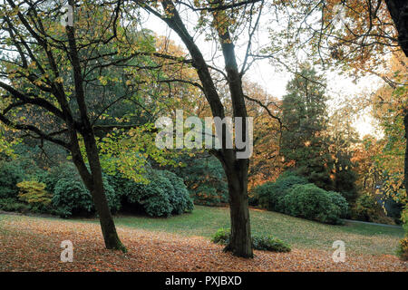 Plein de couleurs d'automne au parc des bénévoles, Seattle Washington Banque D'Images