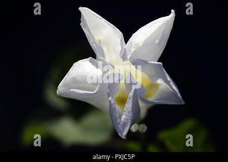 Liseron des champs de couverture plus large, Calystegia sepium, connu également comme Rutland beauté, bugle, vigne trompettes célestes, bellbind et granny-pop-out-de-lit. Banque D'Images