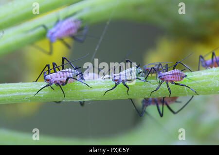 Tanaisie les pucerons, Macrosiphoniella tanacetaria, se nourrissant de tansy Banque D'Images