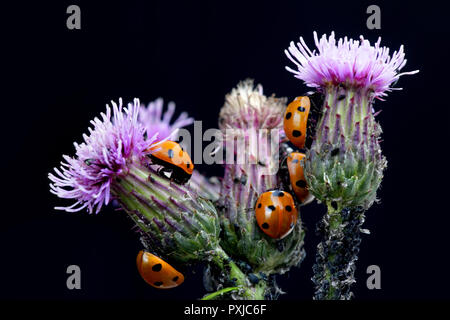 Sept points, Coccinella septempunctata coccinelles. chasse aux pucerons sur chardon. Banque D'Images