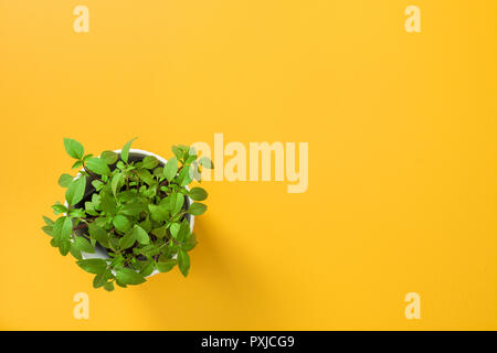 Herbes de cuisine. Le basilic plante poussant dans un pot blanc, sur fond jaune avec copie espace. Banque D'Images